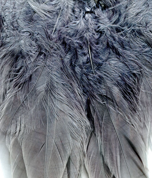 Free Textures - Hi-Res Fur And Feather Textures